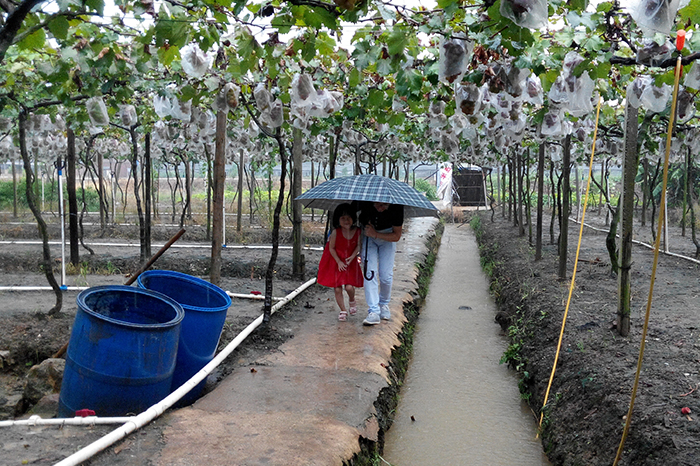 圣元伙伴在雨中體驗摘葡萄的歡快